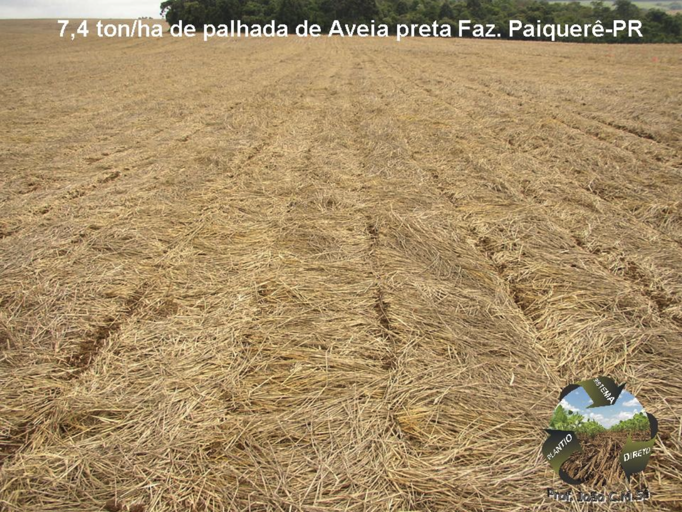 7,4 ton/ha de palhada de Aveia preta Faz. Paiqueré-PR
